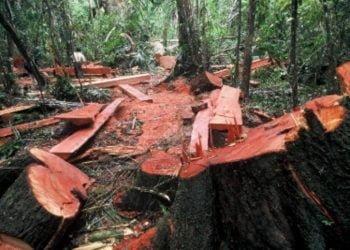 Pembalakan Liar Ancam Satwa Langka