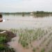 120 Ha Lahan Padi di Palas Kembali Terendam