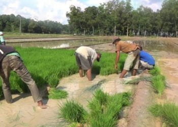 Petani Diminta Optimalkan Saluran Irigasi-Pompa Air