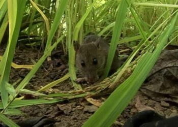 Padi di Palas Mulai Diserang Tikus