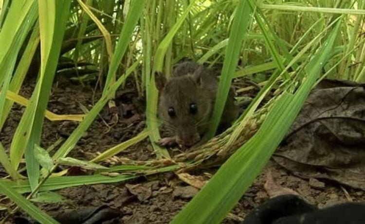 Padi di Palas Mulai Diserang Tikus