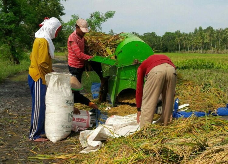 Kenaikan HPP Harus Memperbaiki Kesejahteraan Petani
