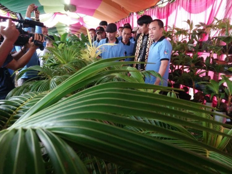 Pameran Bonsai Kelapa Hias di Way Kanan Raih Muri