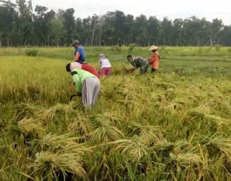 Petani Lamsel Terus Keluhkan Harga GKP