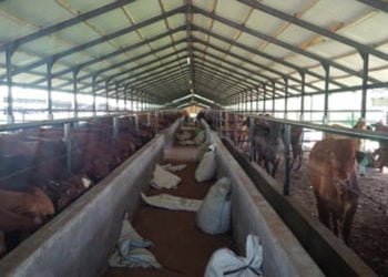 Warga Palas Keluhkan Serangan Lalat