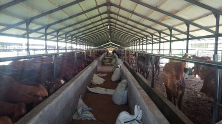 Warga Palas Keluhkan Serangan Lalat
