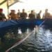 Brigif Marinir Gelar Pelatihan Budi Daya Udang