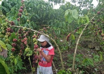 Produksi Kopi Tahun ini Diperkirakan Meningkat 15%