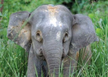 Gajah Kerdil yang Terancam Punah