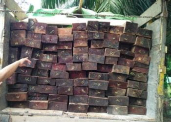 Dua Orang Tebang Kayu tanpa Izin 