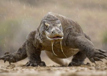 Wacana Penutupan TN Komodo Belum Diputuskan