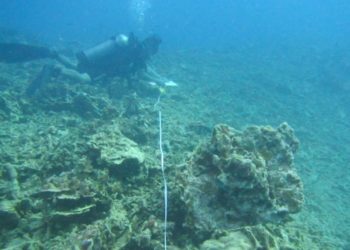 Uang Ganti Rugi Bisa Pulihkan Terumbu Karang