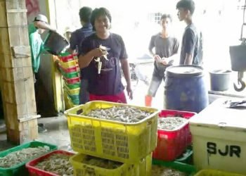 Harga Udang di Lamsel kian Terpuruk