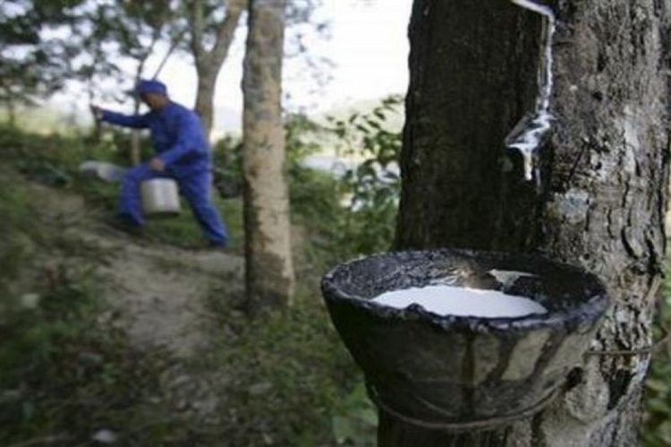 Pengurangan Ekspor Karet Diharapkan Perbaiki Harga