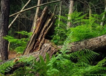 Ilustrasi. (LAMPUNG POST/PIXABAY)