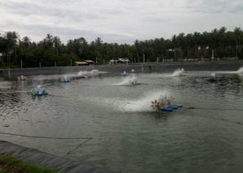 TAMBAK UDANG. Pemilik tambak udang yang berada di Pesisir Barat optimistis panen tahun ini akan bagus karena kondisi cuaca yang mendukung. Salah satu tambak udang di Pesisir Barat, Minggu (26/5). (LAMPUNG POST/YON FISOMA)