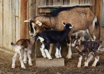 Produksi Ternak Kambing di Lambar Tinggi