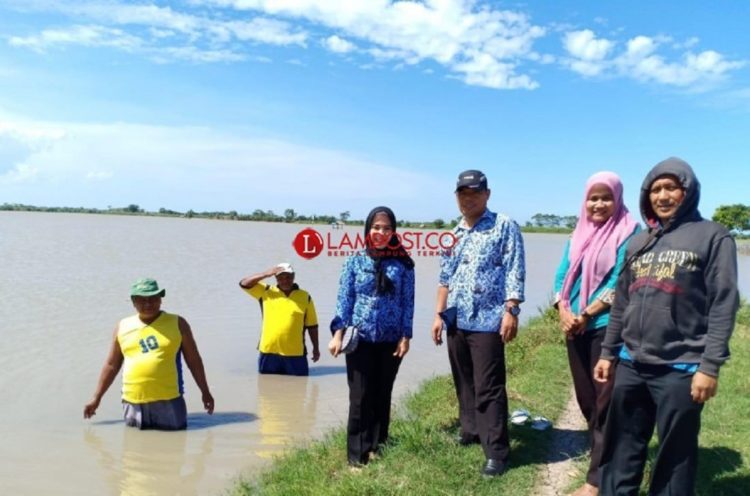 339 Hektare Tanaman Padi di Palas Puso