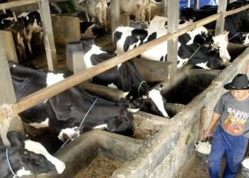 Waspada Penyakit Ternak LSD Mewabah