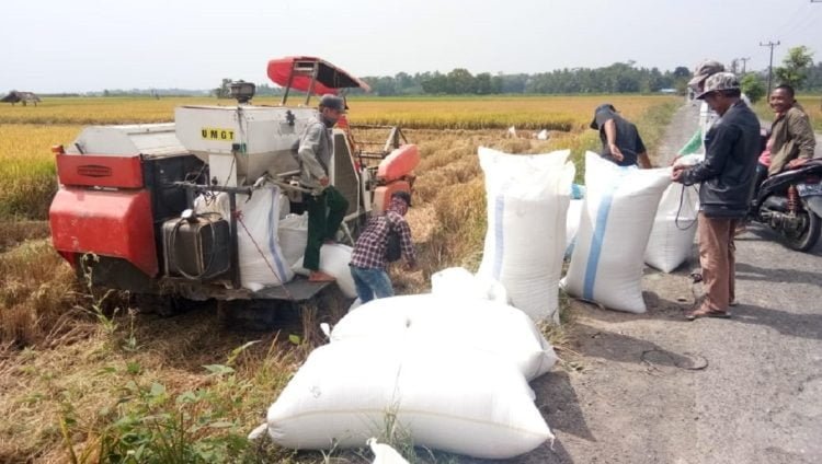 HARGA GKP NAIK. Buruh tani saat memanen gabah padi milik petani di Desa Baktirasa, Kecamatan Sragi, Lampung Selatan, Kamis (20/6). Harga gabah kering panen (GKP) naik menjelang berakhirnya masa panen. (LAMPUNG POST/ARMANSYAH)