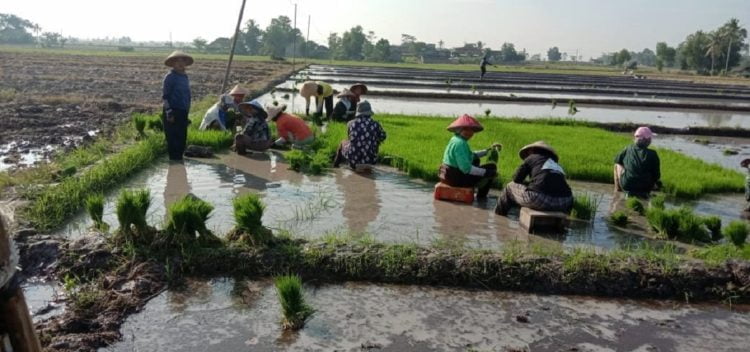 SUMUR BOR. Areal lahan sawah di Desa Agom, Kecamatan Kalianda, Lampung Selatan, Kamis (13/6). Sejumlah petani sawah tadah di Desa Agom, Kecamatan Kalianda, mengharapkan adanya bantuan sumur bor di area persawahan desa setempat.
(LAMPUNG POST/ARMANSYAH)