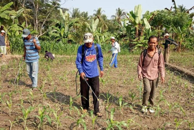 PENGENDALIAN HAMA. Sejumlah petani melakukan pengendalian hama ulat grayak secara serentak di lahan tanaman jagung di Desa Bumidaya, Kecamatan Palas, Lampung Selatan, Kamis (20/6). Gerakan pengendalian hama tersebut bertujuan menekan potensi meluasnya serangan. (LAMPUNG POST/ARMANSYAH)