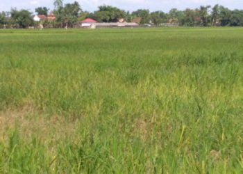 KERING. Lahan sawah yang memanfaatkan jaringan irigasi teknis Bendungan Way Rarem  di Kecamatan Abung Timur tampak menguning karena kekurangan pasokan air. Kekurangan pasokan air dari bendungan tersebut juga dirasakan di dua kecamatan lainnya. (DOKUMENTASI DINAS PERTANIAN LAMPURA)