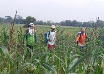 PENYEMPROTAN. Anggota Gapoktan Sido Marem, Desa Sidomukti, Kecamatan Abung Timur bersama petugas Dinas Pertanian (Distan) Lampung Utara, melakukan penyemprotan insektisida untuk penanggulangan serangan hama ulat grayak yang menyerang tanaman jagung di lokasi setempat, Kamis (13/6).(DOKUMENTASI DISTAN LAMPUNG UTARA)