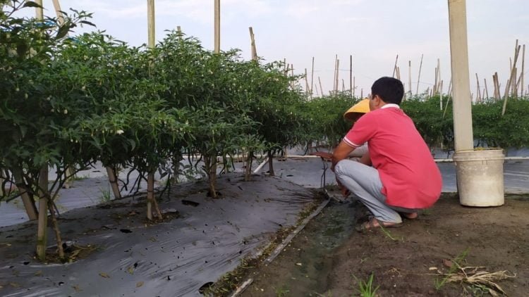 PANEN CEPAT. Hindari kerugian, petani di Kecamatan Sidomulyo, Lampung Selatan, panen cabai masih hijau. Akibat serangan ulat grayak, para petani cabai di beberapa kecamatan di Lampung Selatan terpaksa mempercepat panen untuk menghindari kerugian.
(LAMPUNG POST/PERDHANA WIBYSONO)