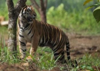 Pelepasan harimau sumatera di Pusat Rehabilitasi Harimau Sumatera Dharmasraya, Sumatera Barat, Sabtu (29/7/2017). (ANTARA FOTO/Rosa Panggabean)