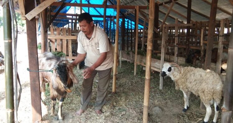 HARGA TURUN. Penjual hewan kurban di Kalianda, Lampung Selatan, saat menunjukkan hewan kurban yang dijualnya, Senin (22/7). Harga jual hewan kurban menjelang Iduladha turun. (LAMPUNG POST/ARMANSYAH)
