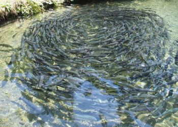 Ilustrasi. (LAMPUNG POST/PIXABAY)