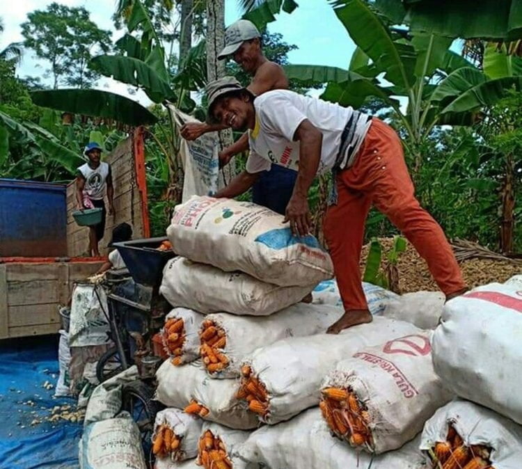 PANEN JAGUNG. Petani jagung di pesisir timur Kabupaten Lampung Selatan saat panen jagung, Minggu (27/7). Penyaluran kredit usaha rakyat (KUR) untuk petani harus dilakukan dengan baik, perbankan harus berkoordinasi dengan eksekutif untuk menyinkronkan dengan program kartu petani berjaya.(LAMPUNG POST/AAN KRIDOLAKSONO)
