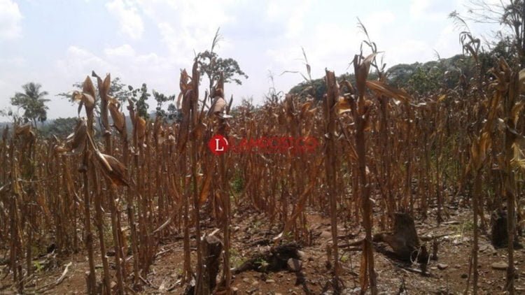Tanaman jagung. (DOKUMENTASI)