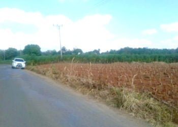HARGA TURUN. Pemandangan kebun singkong yang tetap ditanam warga di Kecamatan Abung Tengah, meski harganya menurun, Jumat (19/7). (LAMPUNG POST/FAJAR NOFITRA)