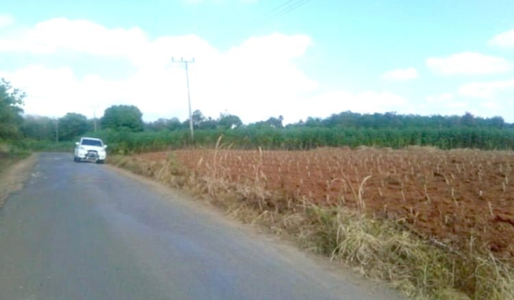 HARGA TURUN. Pemandangan kebun singkong yang tetap ditanam warga di Kecamatan Abung Tengah, meski harganya menurun, Jumat (19/7). (LAMPUNG POST/FAJAR NOFITRA)