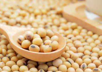 Kualitas kedelai lokal tidak terstandardisasi dengan baik dan memiliki kualitas yang berbeda-beda.