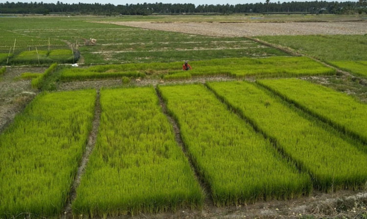 KERING. Salah satu sawah tadah hujan di Jalipantim Kecamatan Ketapang, Lampung Selatan, terlihat kering, Rabu (3/7). Padahal, bibit telah disebar dan lahan sudah digarap. (LAMPUNG POST/AAN KRIDOLAKSONO)