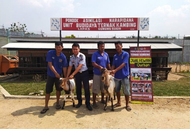 JUAL HEWAN KURBAN. Unit Budi Daya Ternak Kambing Pondok Asimilasi Narapidana Lapas Gunungsugih tahun ini menyediakan hewan kurban. (DOKUMENTASI LAPS GUNUNGSUGIH)