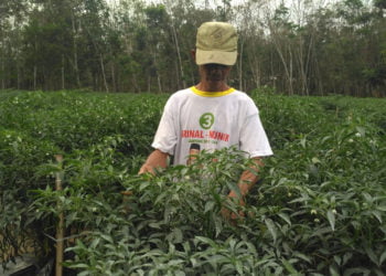 DISERANG PENYAKIT. Jajang, petani cabai warga Kampung Purwajaya, Kecamatan Banjarmargo, menunjukkan tanaman cabai yang diserang penyakit. Kondisi itu membuatnya terancam merugi puluhan juta rupiah. (LAMPUNG POST/FERDI IRWANDA)