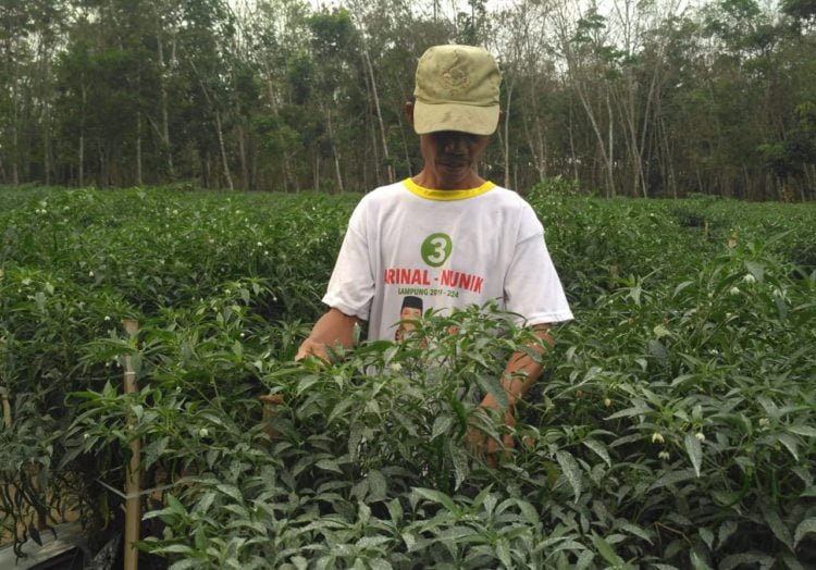 DISERANG PENYAKIT. Jajang, petani cabai warga Kampung Purwajaya, Kecamatan Banjarmargo, menunjukkan tanaman cabai yang diserang penyakit. Kondisi itu membuatnya terancam merugi puluhan juta rupiah. (LAMPUNG POST/FERDI IRWANDA)