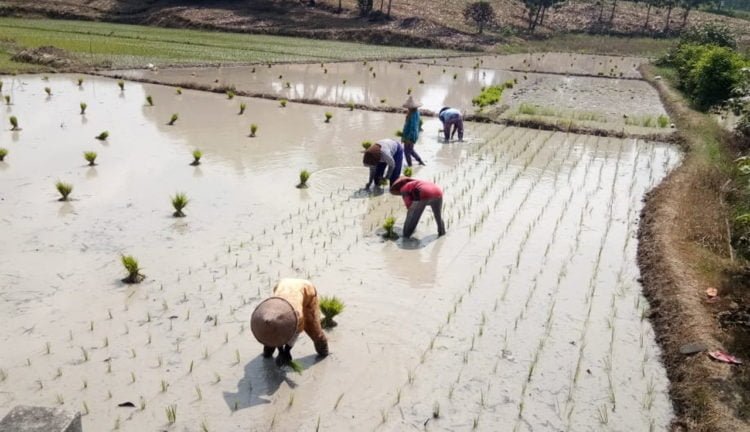 MULAI TANAM. Sejumlah buruh tani menanam padi pada musim gaduh tahun ini di Desa Rejomulyo, Kecamatan Palas, Lampung Selatan, Jumat (12/7). Dalam beberapa hari terakhir intensitas hujan di wilayah itu mulai meningkat. (LAMPUNG POST/ARMANSYAH)