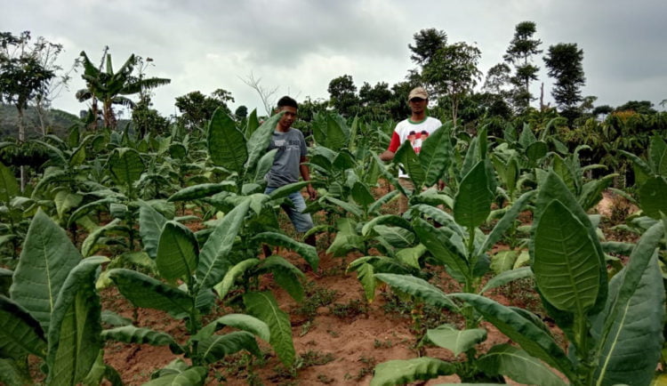 MULAI PANEN. Dua petani berdiri di lahan tanaman tembakau miliknya, pekan lalu. Kini sejumlah tanaman tembakau di Lampung Barat mulai memasuki musim panen. (DOKUMENTASI WARGA)