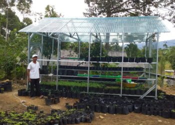 PEMBERDAYAAN. Usaha pembibitan oleh Kelompok Wanita Tani (KWT) Mawar Pekon Tembelang, Kecamatan Bandarnegeri Suoh, Lampung Barat, yang mulai mencoba kegiatan pembibitan. Pemberdayaan tersebut dalam upaya memajukan dan menyejajarkan dengan pekon lain di Lambar. (LAMPUNG POST/ARIPSAH)