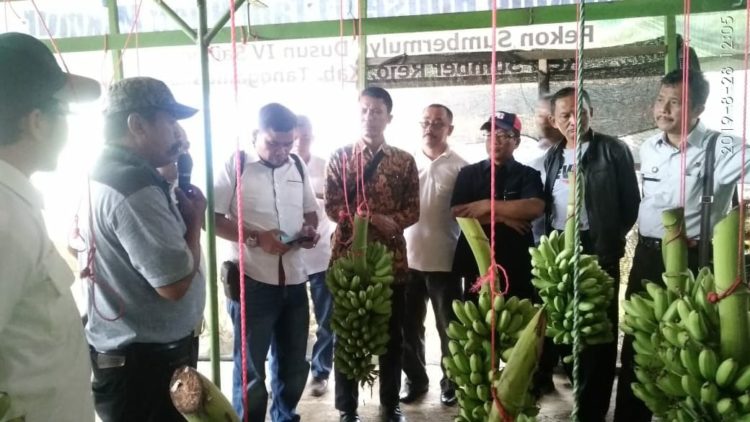 PISANG MAS. Rombongan Kementerian Koordinator Bidang Perekonomian dan Dinas Pertanian dari 10 kabupaten/kota meninjau lokasi perkebunan pisang mas di Dusun Sailing, Pekon Sumbermulyo, Kecamatan Sumberejo, Tanggamus, Rabu (28/8). (LAMPUNG POST/ABU UMARALI)