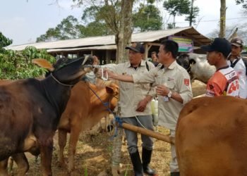 Disbunnak Lambar Lakukan Pengobatan Ternak Hewan