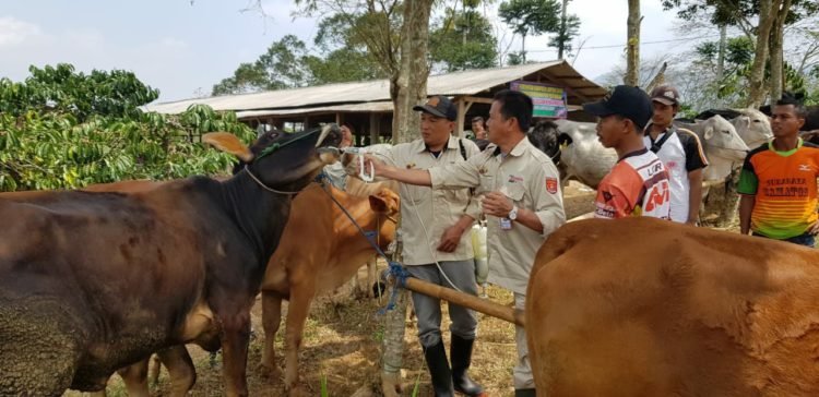 Disbunnak Lambar Lakukan Pengobatan Ternak Hewan