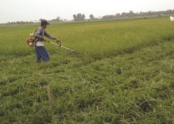 JUAL KE PETERNAK. Petani memotong tanaman padi yang terserang hama untuk dijual ke peternak, Senin (5/8). n LAMPUNG POST/PERDHANA