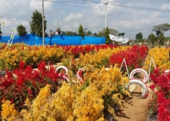 TAMAN BUNGAN CELOCIA. Suasana di Taman Bunga Celocia yang terletak di Kecamatan Metro Selatan, yang berbatasan dengan Kecamatan Metro Kibang, Lampung Timur. LAMPUNG POST/SUPRAYOGI