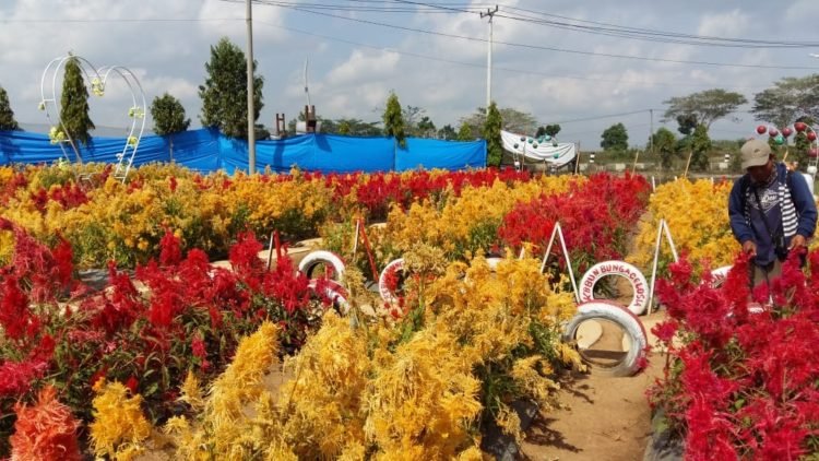 TAMAN BUNGAN CELOCIA. Suasana di Taman Bunga Celocia yang terletak di Kecamatan Metro Selatan, yang berbatasan dengan Kecamatan Metro Kibang, Lampung Timur. LAMPUNG POST/SUPRAYOGI